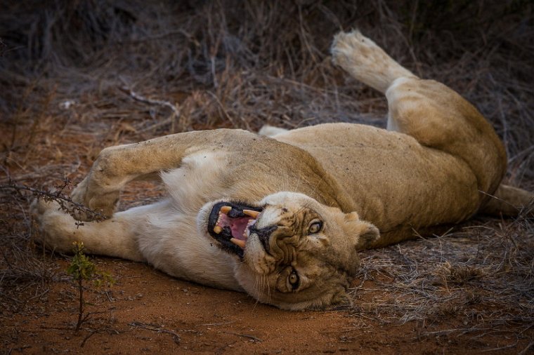 058 Tshukudu Private Game Reserve, leeuw.jpg